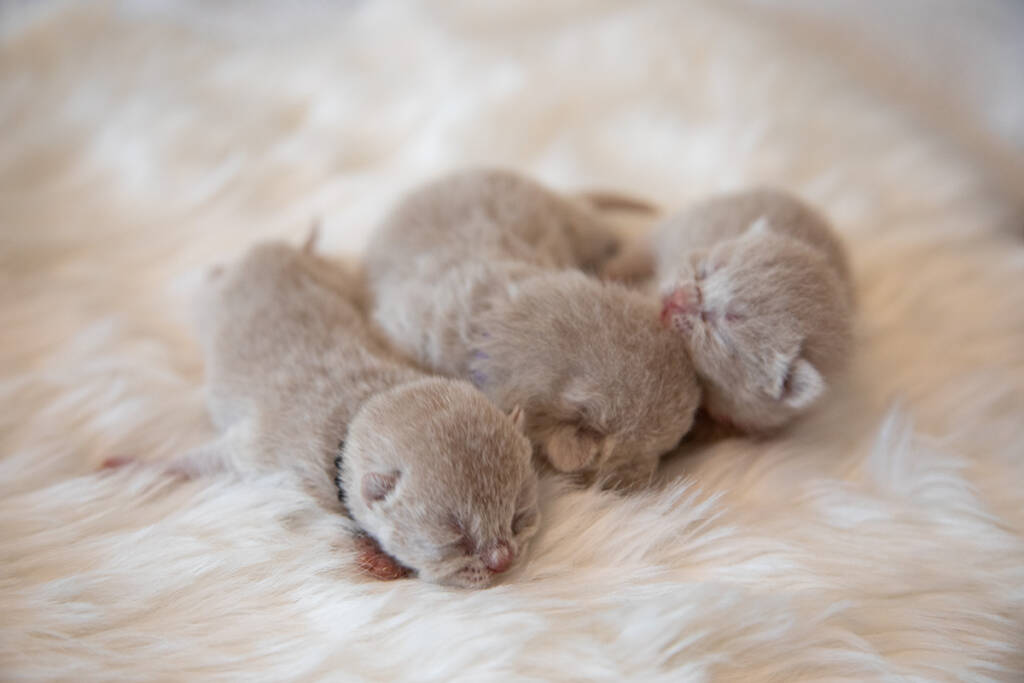 cremekitten
