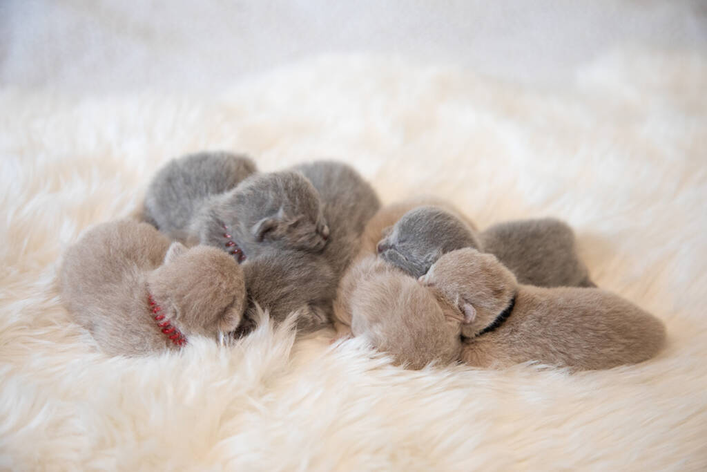 kittenallemaal