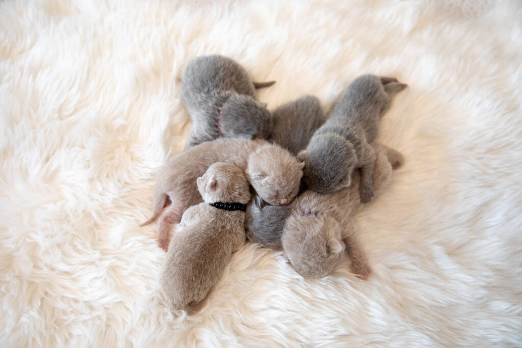 kittenallemaal1